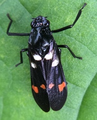 Callitettix versicolor