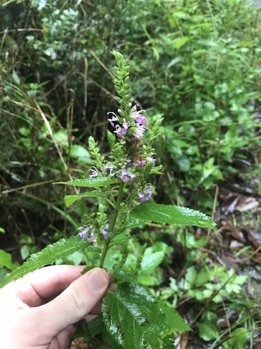 Image of Teucrium japonicum by no rights reserved