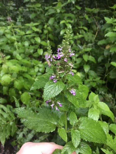 Spike-flower germander (Teucrium japonicum)