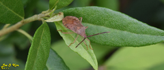 Homoeocerus dilatatus