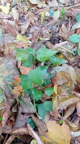 Наблюдение на iNaturalist
