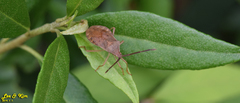 Homoeocerus dilatatus