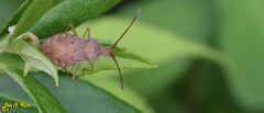 Homoeocerus dilatatus
