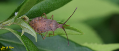Homoeocerus dilatatus
