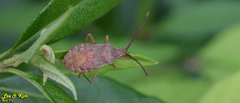 Homoeocerus dilatatus
