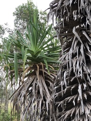 Pandanus spiralis