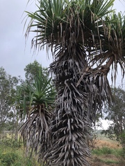 Pandanus spiralis