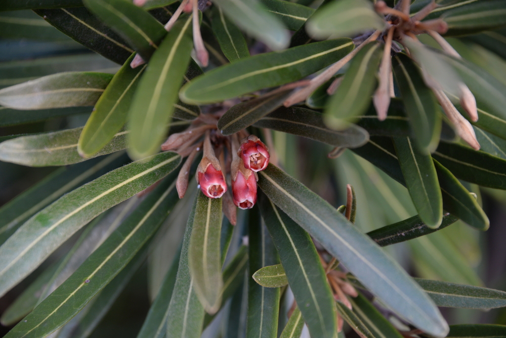 Planchonella baillonii