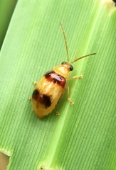 Monolepta bifasciata