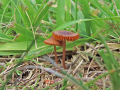 Conocybe tuxtlaensis