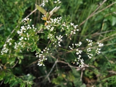 Galium octonarium