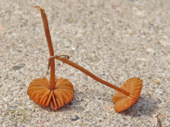 Conocybe tuxtlaensis