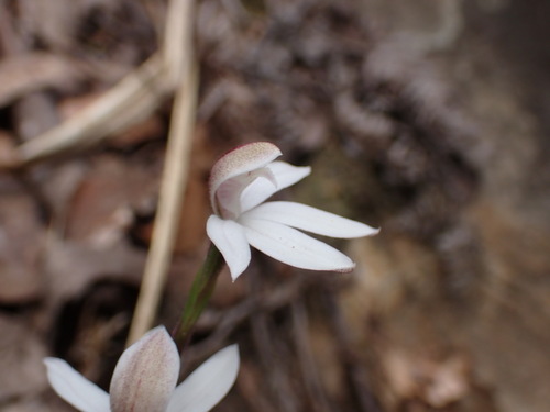 Image of Caladenia cracens by (c) ttsquid, some rights reserved (CC BY)