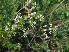 Galium octonarium