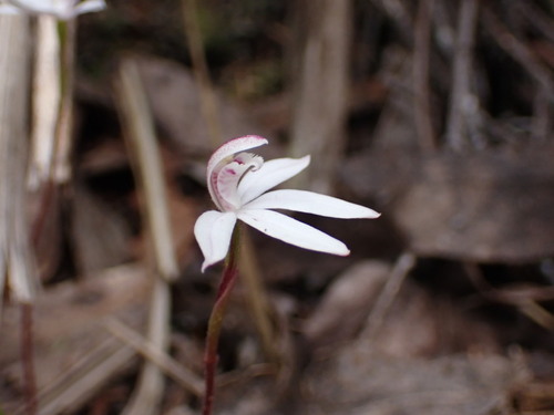 Image of Caladenia cracens by (c) ttsquid, some rights reserved (CC BY)