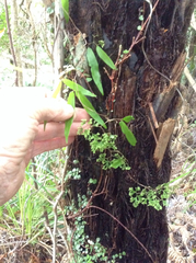 Lygodium articulatum