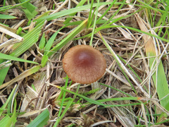 Conocybe tuxtlaensis