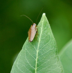 Ectobius lapponicus