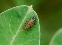 Ectobius lapponicus