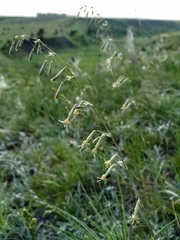 Silene chlorantha