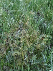 Trinia multicaulis