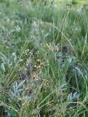 Trinia multicaulis