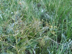 Trinia multicaulis