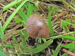 Galerina perplexa
