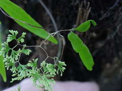 Lygodium articulatum
