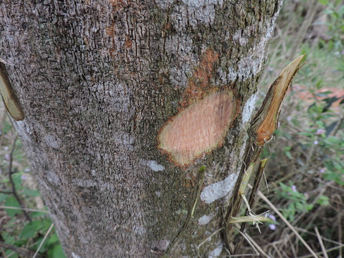 Mimosa scabrella, photograph 4