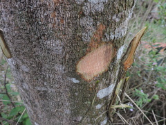 Mimosa scabrella, photograph Fabrício Mil Homens Riella, CC BY, iNaturalist via GBIF