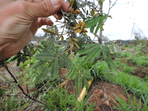 Mimosa scabrella, photograph 3