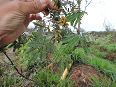 Mimosa scabrella, photograph Fabrício Mil Homens Riella, CC BY, iNaturalist via GBIF