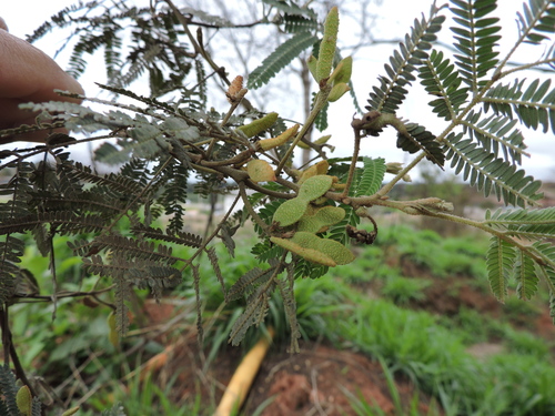 Mimosa scabrella, photograph 2