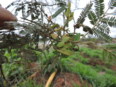 Mimosa scabrella, photograph Fabrício Mil Homens Riella, CC BY, iNaturalist via GBIF