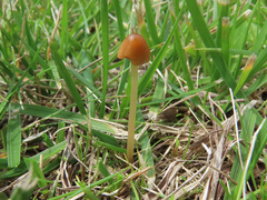 Conocybe pulchella