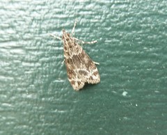 Eudonia delunella