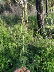 Veronica austriaca jacquinii
