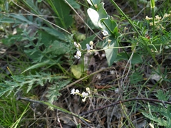 Astragalus austriacus