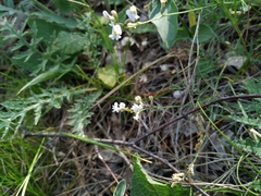 Astragalus austriacus