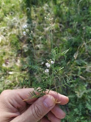 Astragalus austriacus