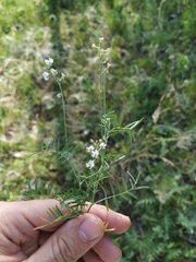 Astragalus austriacus