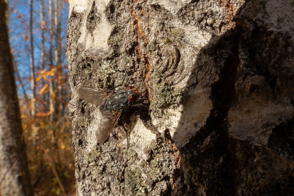 Calliphora loewi