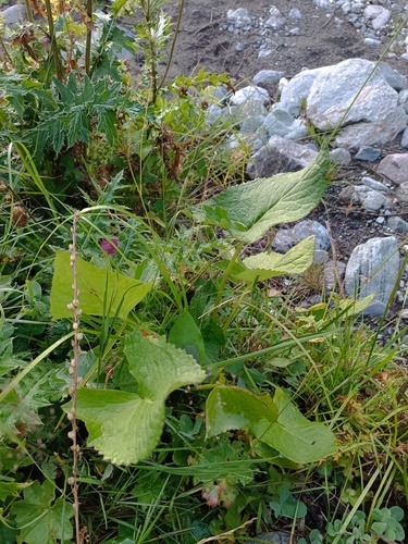 Ligularia subsagittata, photograph 5
