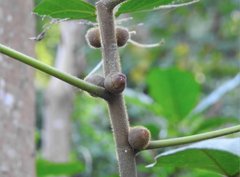 Ficus simplicissima
