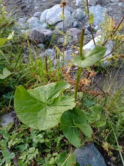 Ligularia subsagittata, photograph (c) Maria Kohanovskaya, some rights reserved (CC BY)