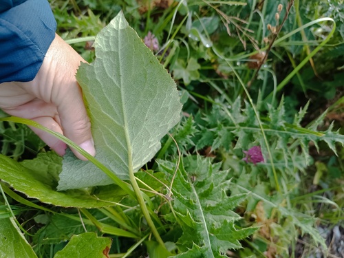 Ligularia subsagittata, photograph 6