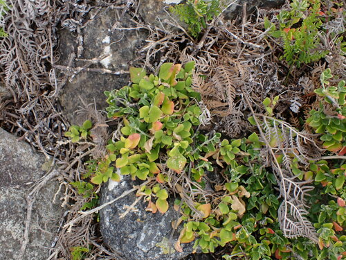 Tetragonia implexicoma (Tetragonia implexicoma)