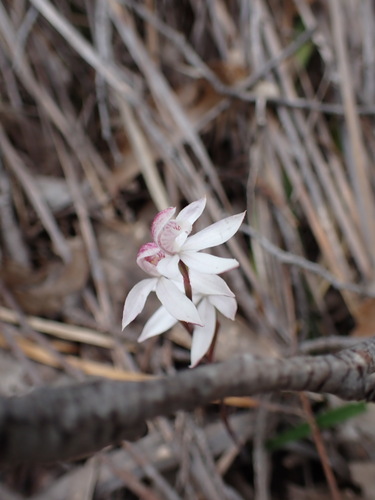 Elegant Caladenia (Caladenia cracens)