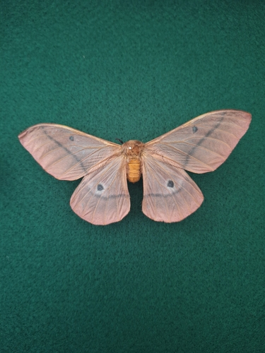 Pallid Emperor